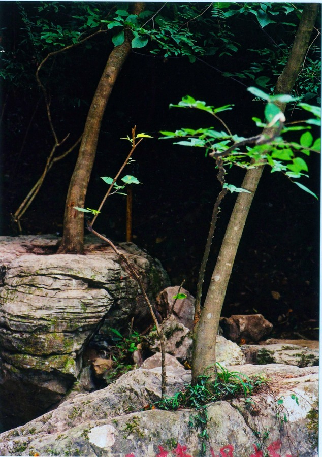 石生树（刘凤鑫）.jpg